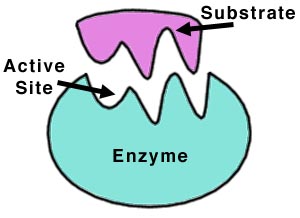 enzyme